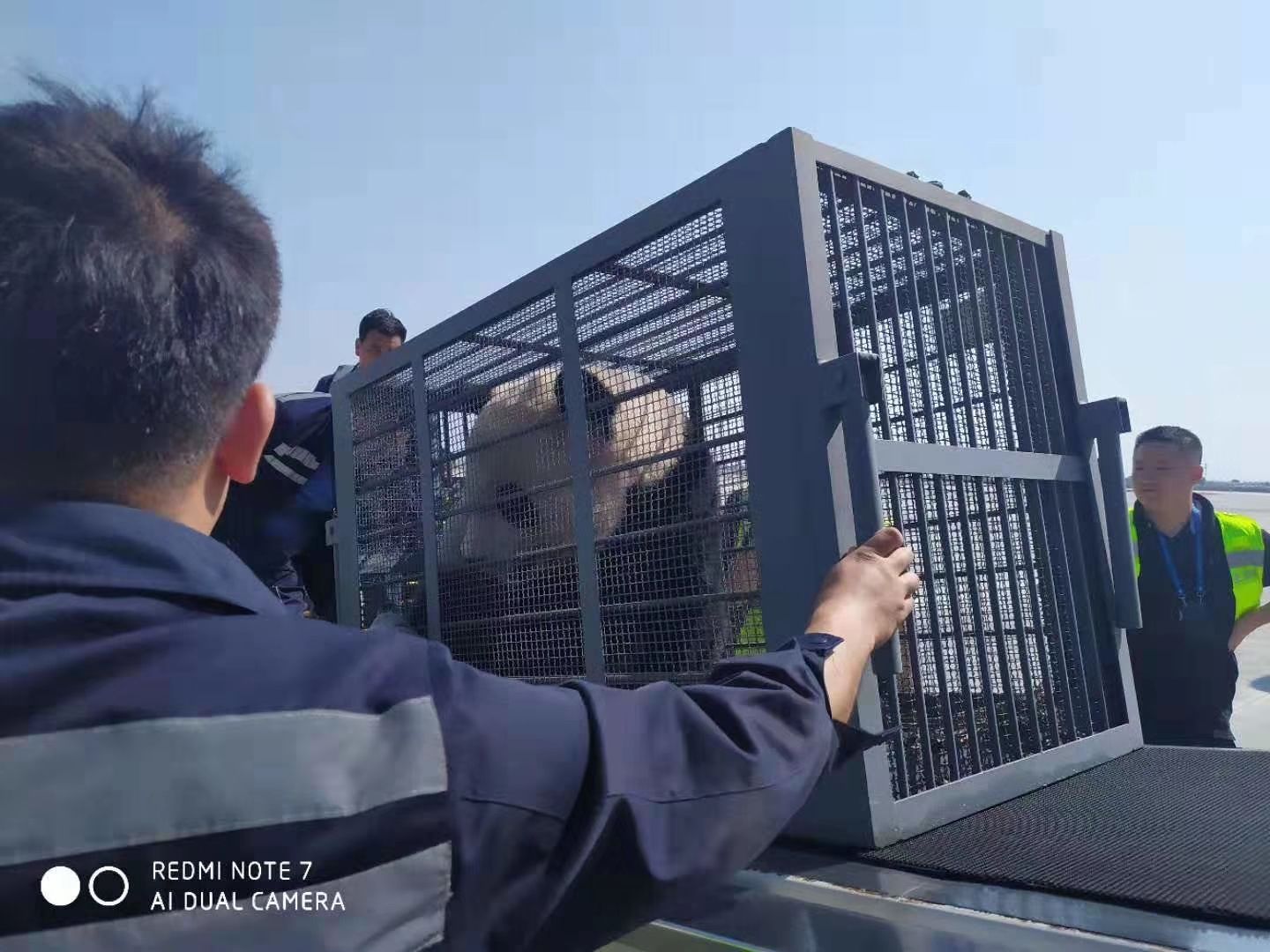 內(nei) 蒙古民航地服公司貨運部傾(qing) 情保障國寶大熊貓抵呼-伊朗的空運價(jia) 格