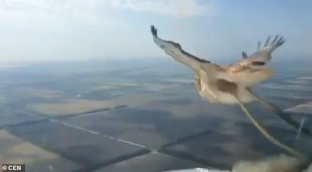 視頻：疑似737遭鳥擊 飛行員拍下驚魂一刻！