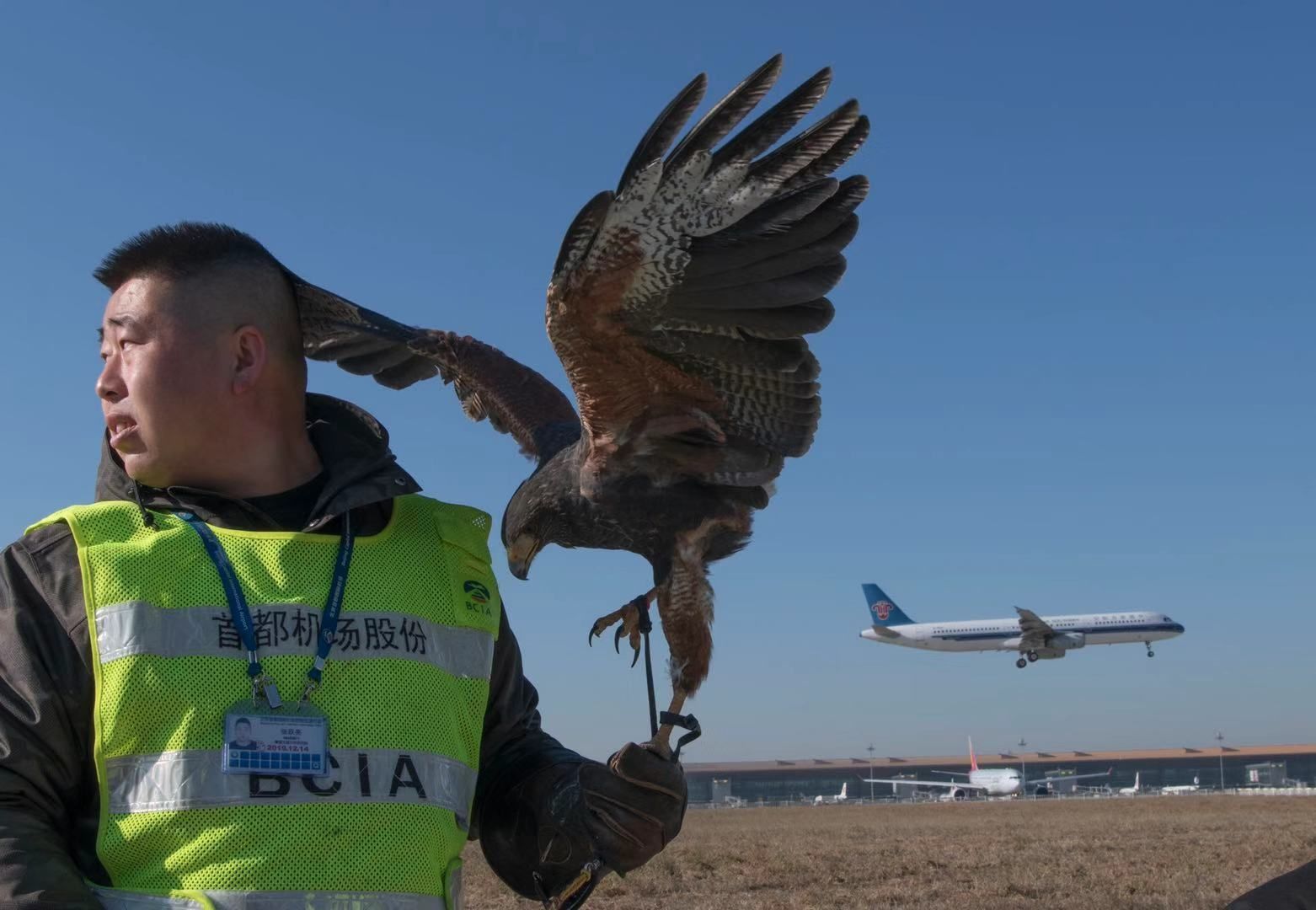 中東(dong) 國際空運-鳥擊事件數量上升 首都機場首用鷹隼驅鳥