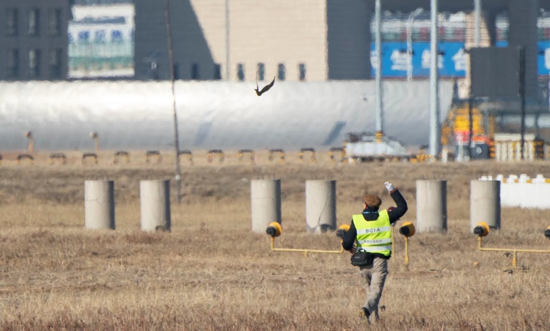 中東(dong) 國際空運-鳥擊事件數量上升 首都機場首用鷹隼驅鳥