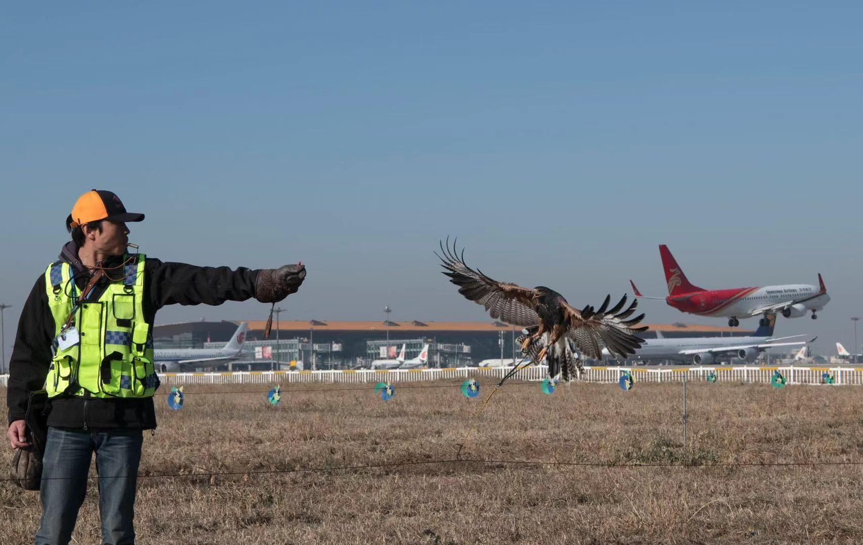 中東(dong) 國際空運-鳥擊事件數量上升 首都機場首用鷹隼驅鳥