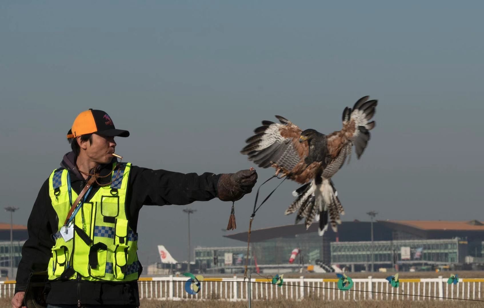 中東(dong) 國際空運-鳥擊事件數量上升 首都機場首用鷹隼驅鳥