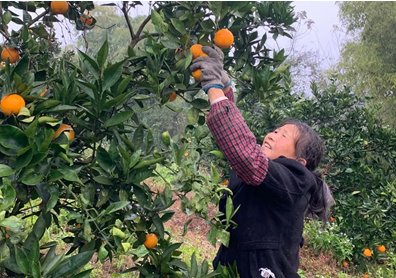 蘇寧菜場幫扶上海農(nong) 戶，加大物流資金投入