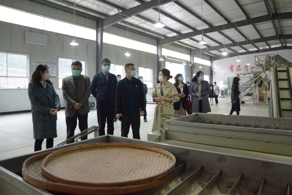 上海貨運-讓春茶飛起來——三峽機場與(yu) 五峰縣政府開啟扶貧助企戰略合作