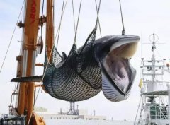 日本商業捕鯨船捕獲1430噸鯨肉回港11月上市開售-廣州出口空運