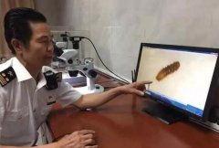 廣州出口空運-太平海關從進境船員攜帶大米中截獲穀斑皮蠹